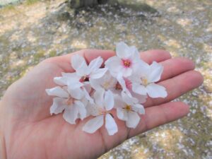 お花見に行ってきました🌸