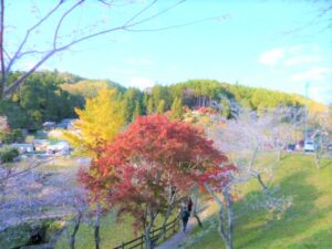 🌸小原に四季桜を観に行ってきました🌸