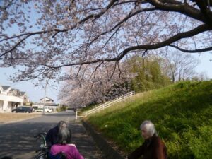 お花見をしました。