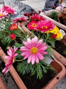 ～みんなでお花を植えよう～in 岡北