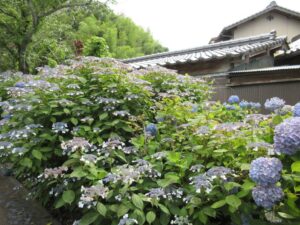 紫陽花見学（２日目）