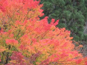 🍂紅葉狩り🍂