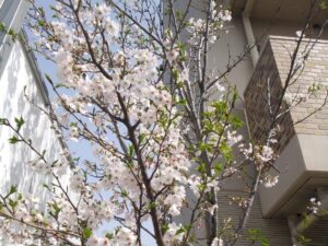 🌸今日は花見メニューと桜🌸