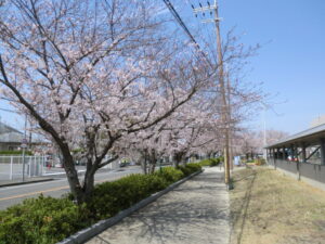 お花見🌸三色団子🍡