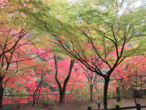 🍂　紅葉狩り　🍂