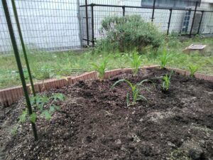 岡北菜園始めました🌽🍅🥒