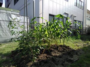 すくすく成長中🥒🍅🌽