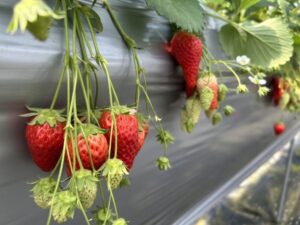 岡山北大イベント♥️いちご狩り🍓