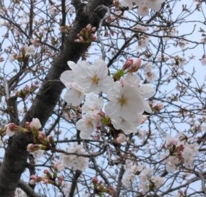 お花見🌸