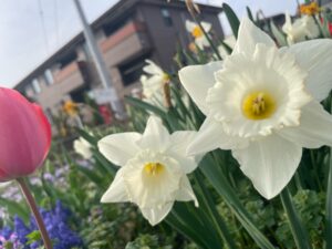 ～庭に咲き始めました🌷～