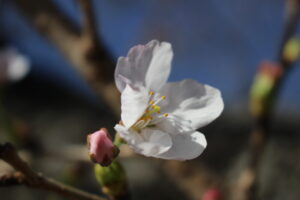 🌸お花見🌸