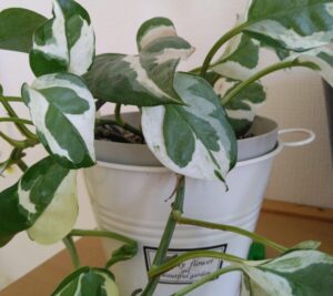 ✾施設の観葉植物✾